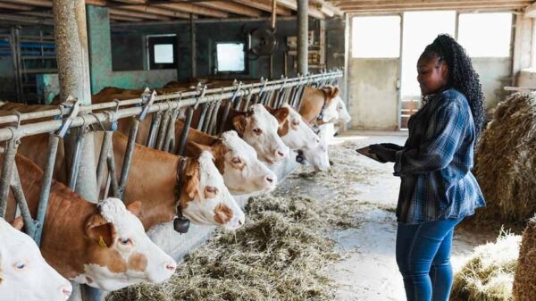 310 M$ pour soutenir les MPME sud-africaines