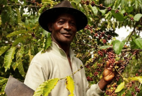 Plan Nescafé : la filière café ivoirienne renaît