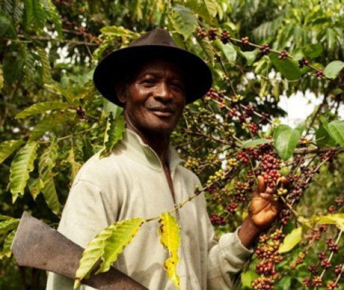 Plan Nescafé : la filière café ivoirienne renaît