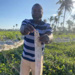 PROFISHBLUE dynamise la pêche et le commerce du poisson