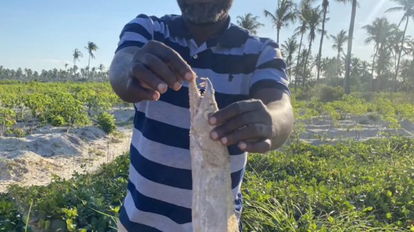 PROFISHBLUE dynamise la pêche et le commerce du poisson