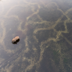 Congrès FSC 2026 : Inscrivez-vous pour l'avenir des forêts africaines