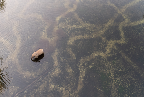 Congrès FSC 2026 : Inscrivez-vous pour l'avenir des forêts africaines