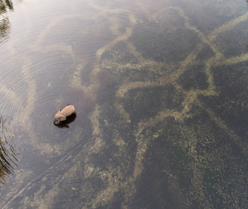 Congrès FSC 2026 : Inscrivez-vous pour l'avenir des forêts africaines