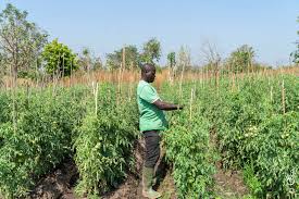 Agriculture : Le miracle ivoirien en chiffres