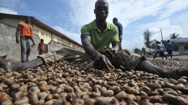Côte d’Ivoire : Le prix de la noix de cajou fixé à 400 FCFA/Kg pour 2026